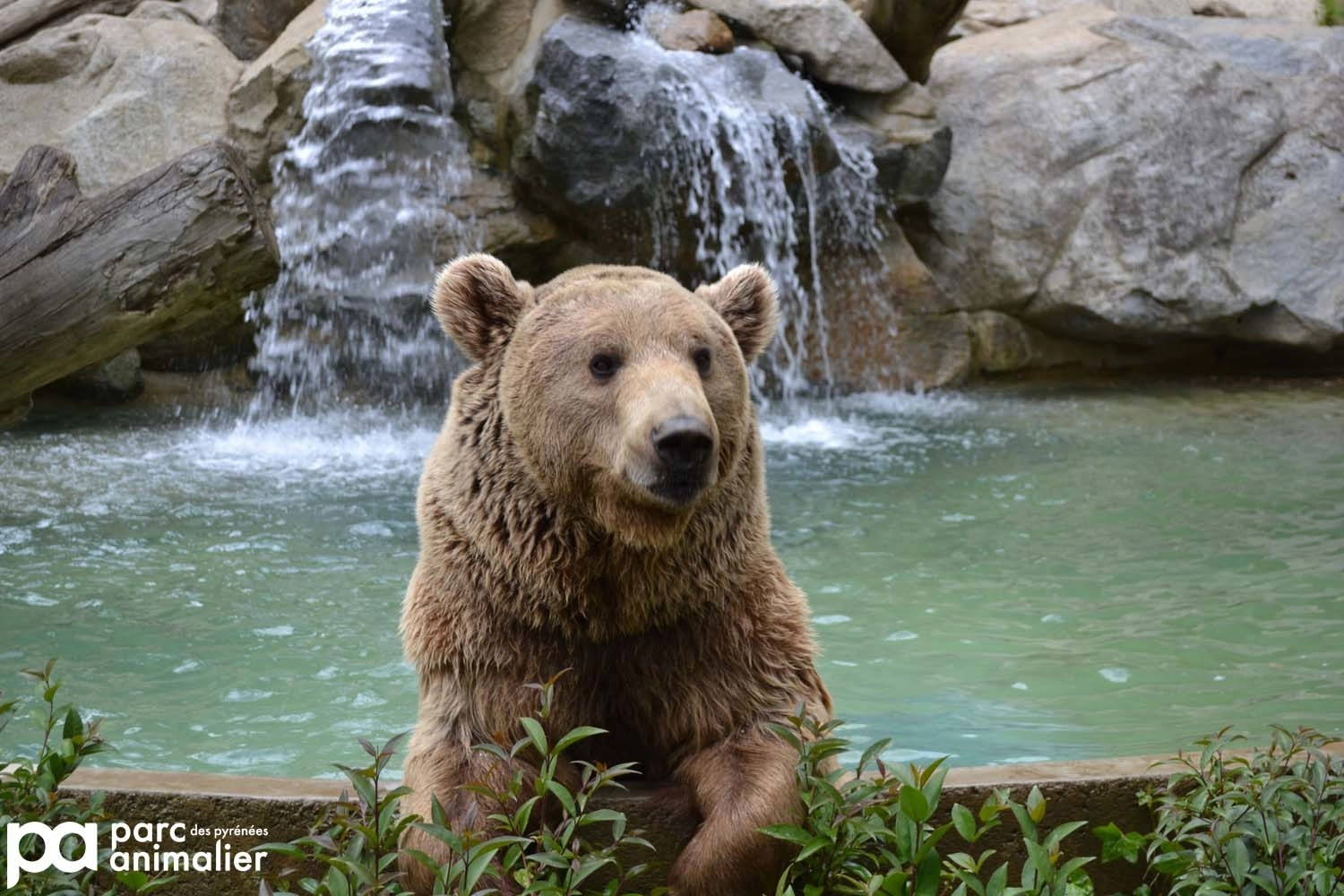 Ours dans le parc animalier