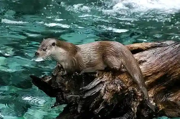 Loutre d'Europe nageant dans la Semois